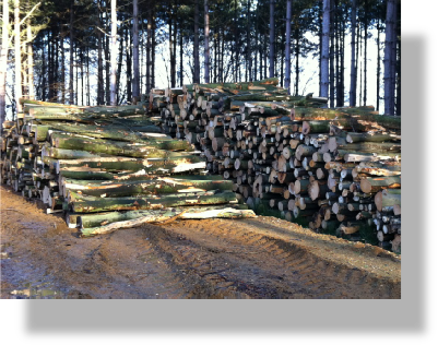 A stack og hardwood timber ready for haulage