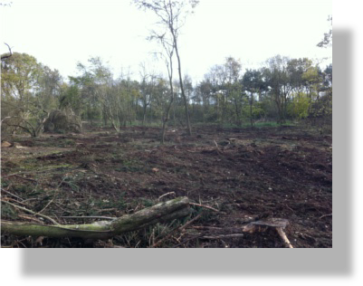 A woodland that has been cleared of brash