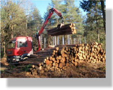 Cut to length timber being loaded onto haulage