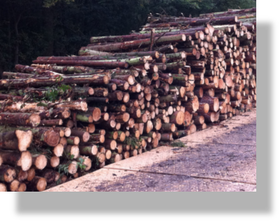 Timber stacked next to Temporary road system ready for dispatch